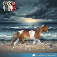 Horse Color:Chocolate Palomino Tobiano Rabicano 