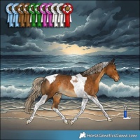 Horse Color:Chocolate Palomino Tobiano Rabicano 