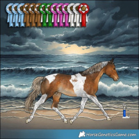Horse Color:Chocolate Palomino Tobiano Rabicano