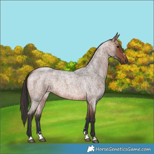 Horse Color:Brown Roan 