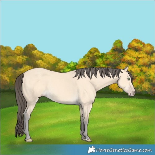 Horse Color:Amber Cream Champagne 