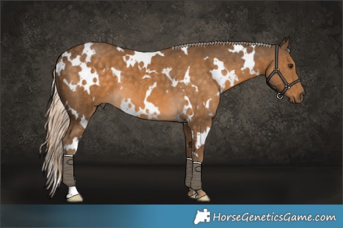 Horse Color:White Spotted Chocolate Palomino 