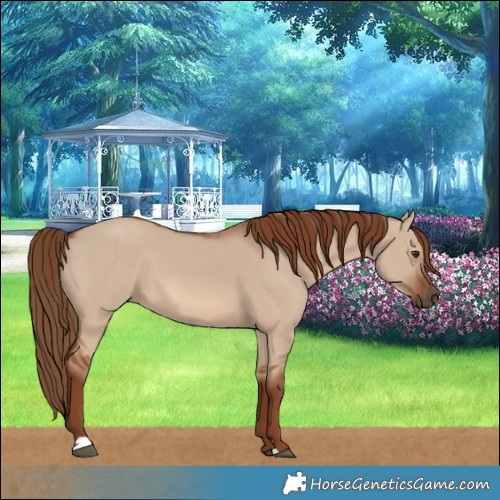 Horse Color:Red Dun 