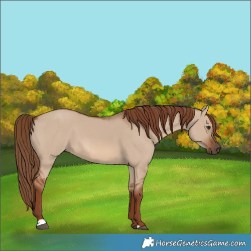 Horse Color:Red Dun 