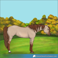 Horse Color:Red Dun 
