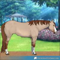 Horse Color:Red Dun 