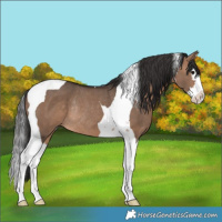 Horse Color:Bay Dun Splash Tobiano Rabicano