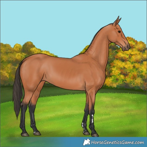 Horse Color:Bay 