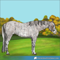 Horse Color:Blue Roan Sabino Splash and Silver Blue Roan Sabino Splash