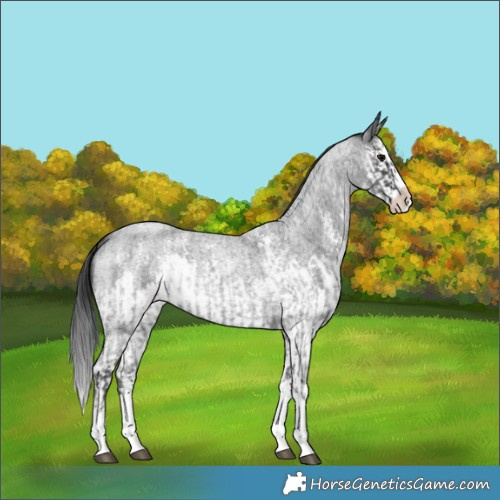 Horse Color:Blue Roan Sabino Splash and Blue Roan Sabino Splash