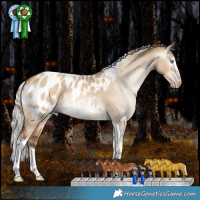 Horse Color:Gray Silver Amber Champagne Dun Splash Tobiano Appaloosa Rabicano