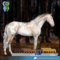 Horse Color:Gray Silver Amber Champagne Dun Splash Tobiano Appaloosa Rabicano