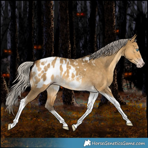 Horse Color:Gray Silver Amber Cream Champagne Dun Splash Tobiano Frame Appaloosa Rabicano 