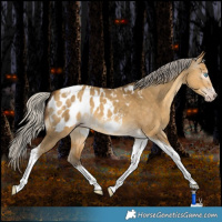 Horse Color:Gray Silver Amber Cream Champagne Dun Splash Tobiano Frame Appaloosa Rabicano