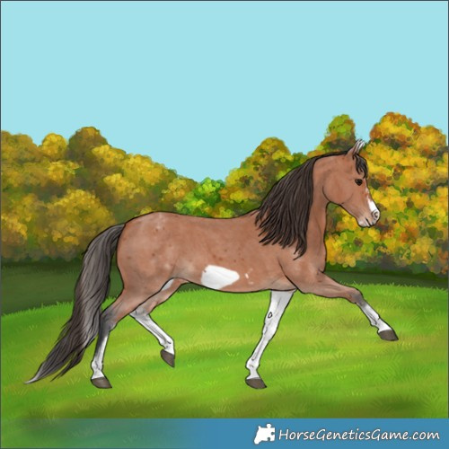 Horse Color:White Spotted Bay Sabino Frame 