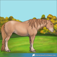 Horse Color:Gold Champagne 