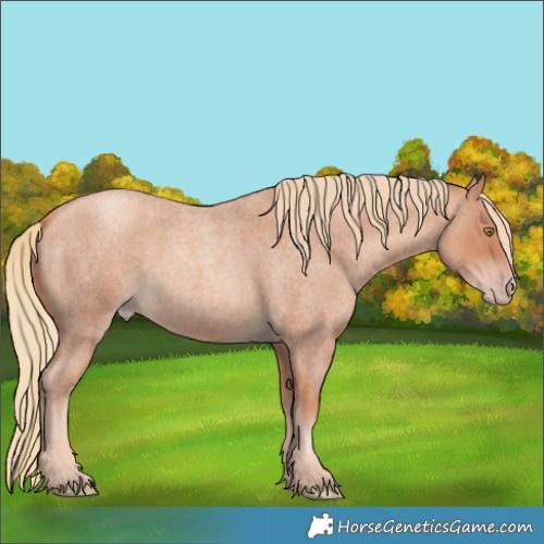 Horse Color:Gold Champagne Roan