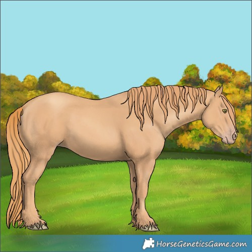 Horse Color:Gold Champagne 
