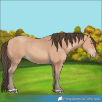 Horse Color:Amber Champagne