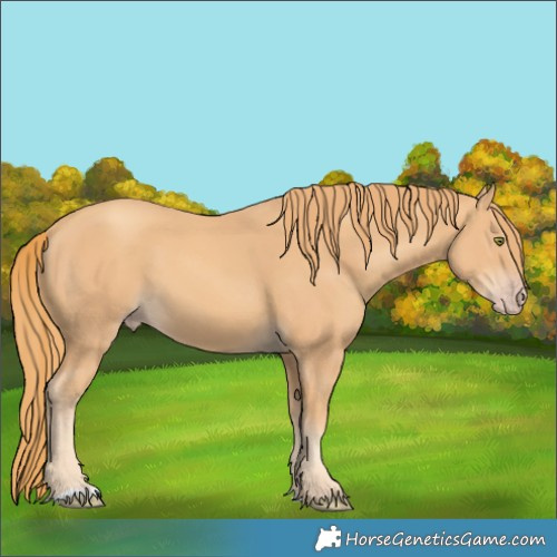 Horse Color:Gold Champagne 