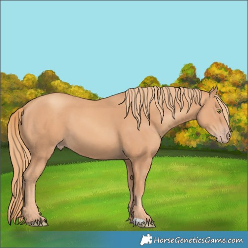 Horse Color:Gold Champagne 