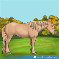 Horse Color:Gold Champagne 