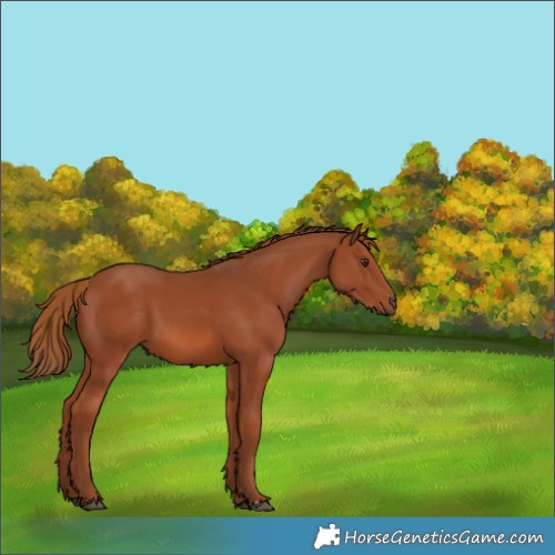 Horse Color:Chestnut 