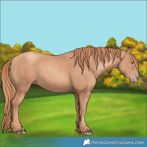 Horse Color:Gold Champagne 