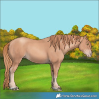 Horse Color:Gold Champagne