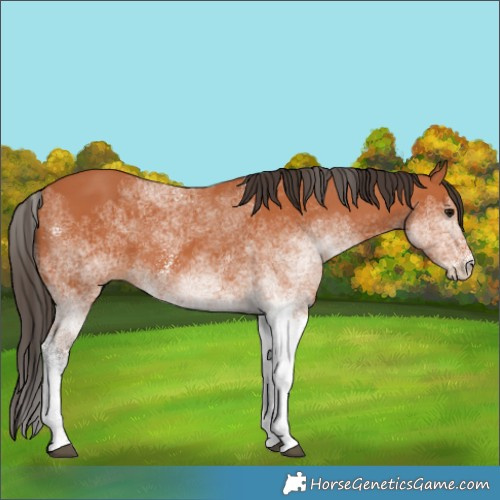 Horse Color:White Spotted Bay 