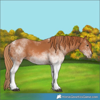 Horse Color:White Spotted Chestnut 