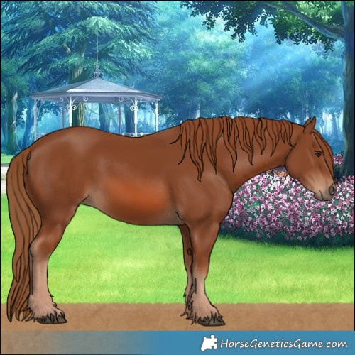 Horse Color:Chestnut 