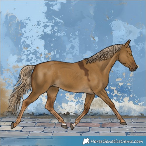 Horse Color:Chocolate Palomino Dun Rabicano 