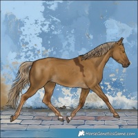 Horse Color:Chocolate Palomino Dun Rabicano