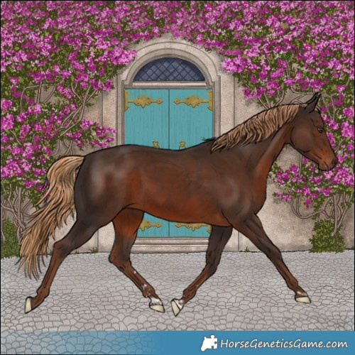 Horse Color:Liver Chestnut Rabicano 