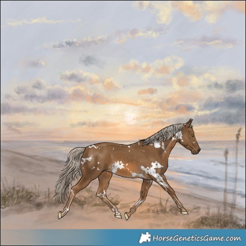 Horse Color:White Spotted Chocolate Palomino 