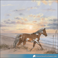 Horse Color:White Spotted Chocolate Palomino 
