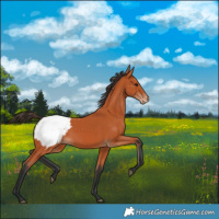 Horse Color:Bay Snowcap 