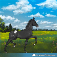 Horse Color:Black Snowcap 
