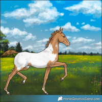 Horse Color:Chestnut Near Fewspot 