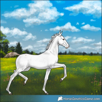Horse Color:Chestnut Fewspot 