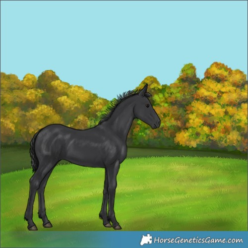 Horse Color:Black 