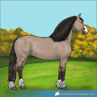 Horse Color:Liver Red Dun Rabicano 
