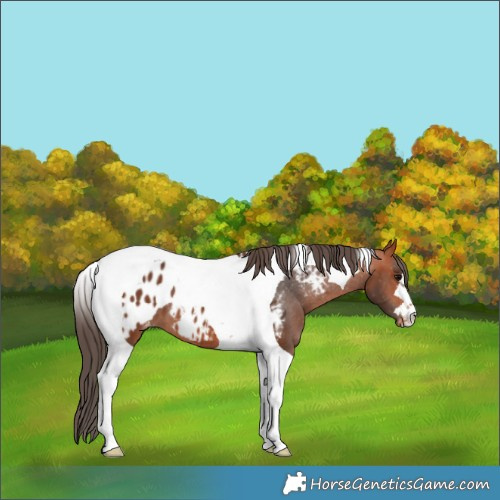 Horse Color:Bay Tobiano Appaloosa 