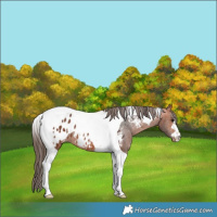 Horse Color:Bay Tobiano Blanket 