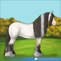 Horse Color:Buckskin Roan Dun Tobiano 