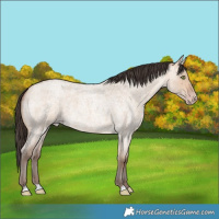 Horse Color:Amber Champagne Roan Dun