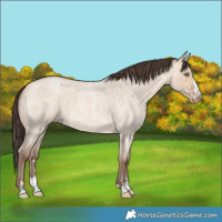 Horse Color:Unknown 