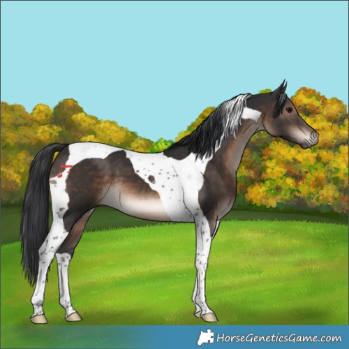 Horse Color:Brown Tobiano 