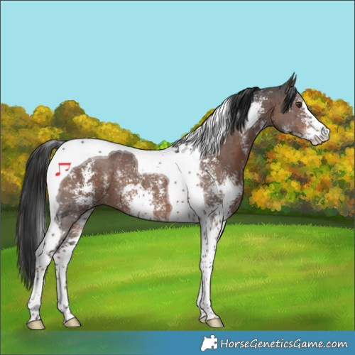 Horse Color:Liver Chestnut Sabino Tobiano 